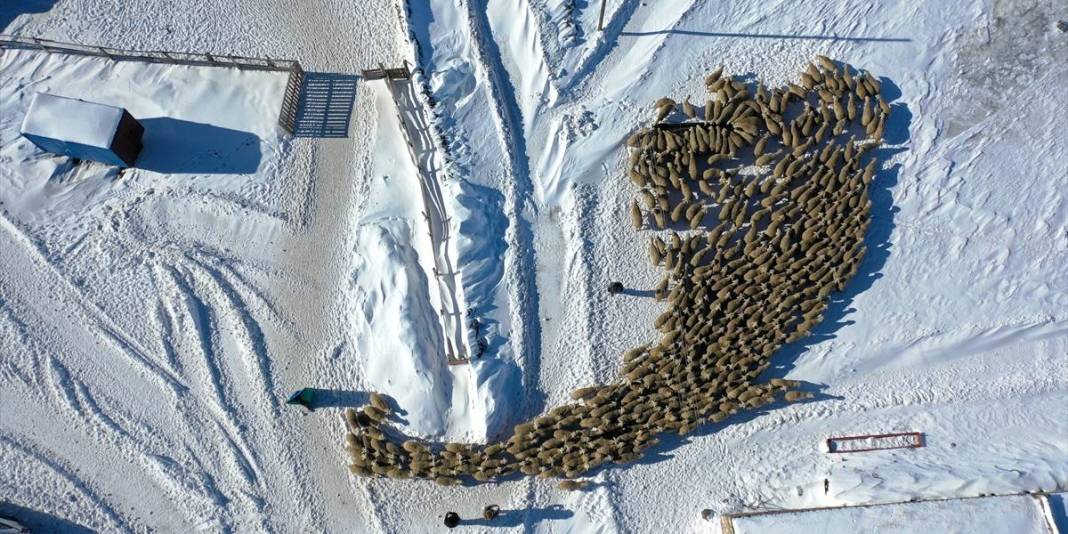 ‘Burada yapamayacaksınız’ dediler kimseyi dinlemedi! Devlet desteğini aldı, sayısı 100 olan sürüyü 7 kat büyüttü 4